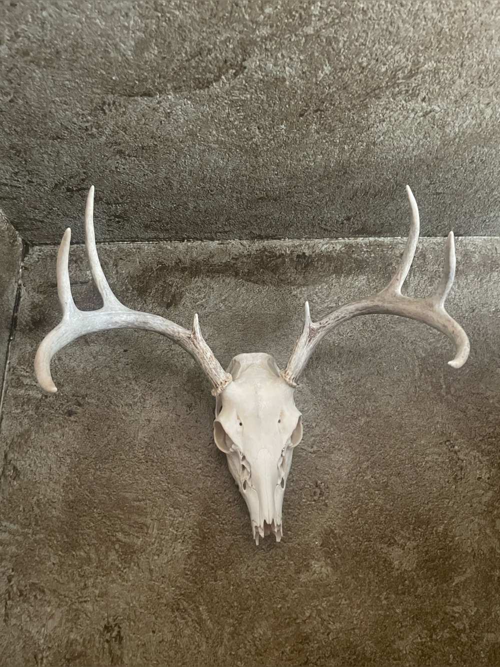 European Deer Antler Skull Wall Mount - White/Cream
